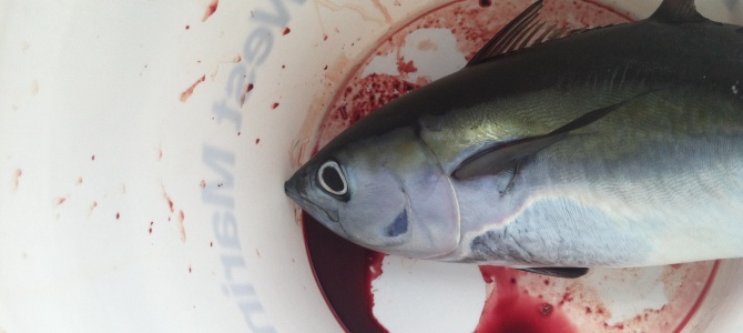 Valentine’s Day dinner Valentine’s Day dinner